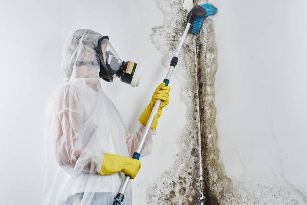 Best Certified Mold Removal  in Celoron, NY