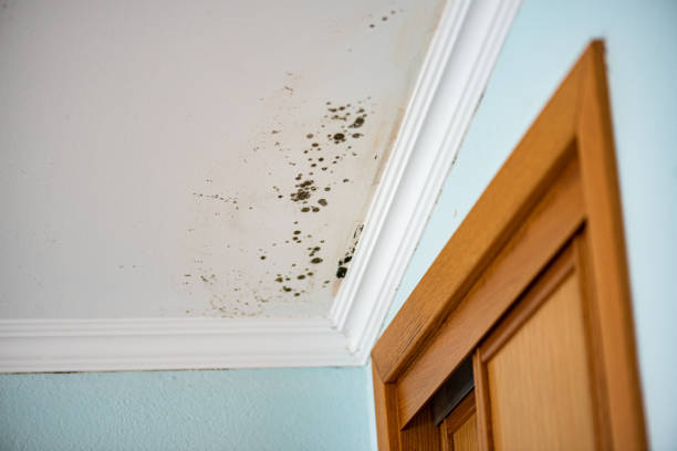 Best Residential Mold Removal  in Celoron, NY