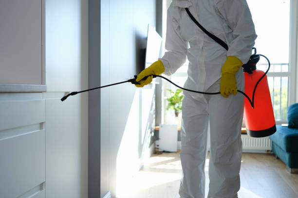 Home Mold Removal in Celoron, NY