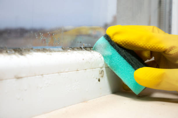 Best Toxic Mold Removal  in Celoron, NY