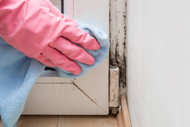 Best Certified Mold Removal  in Celoron, NY