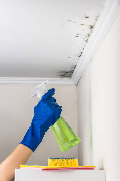 Best Mold Removal and Inspection  in Celoron, NY